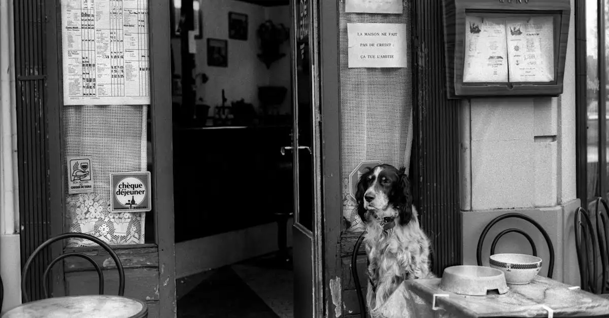 Oude hond wil niet eten