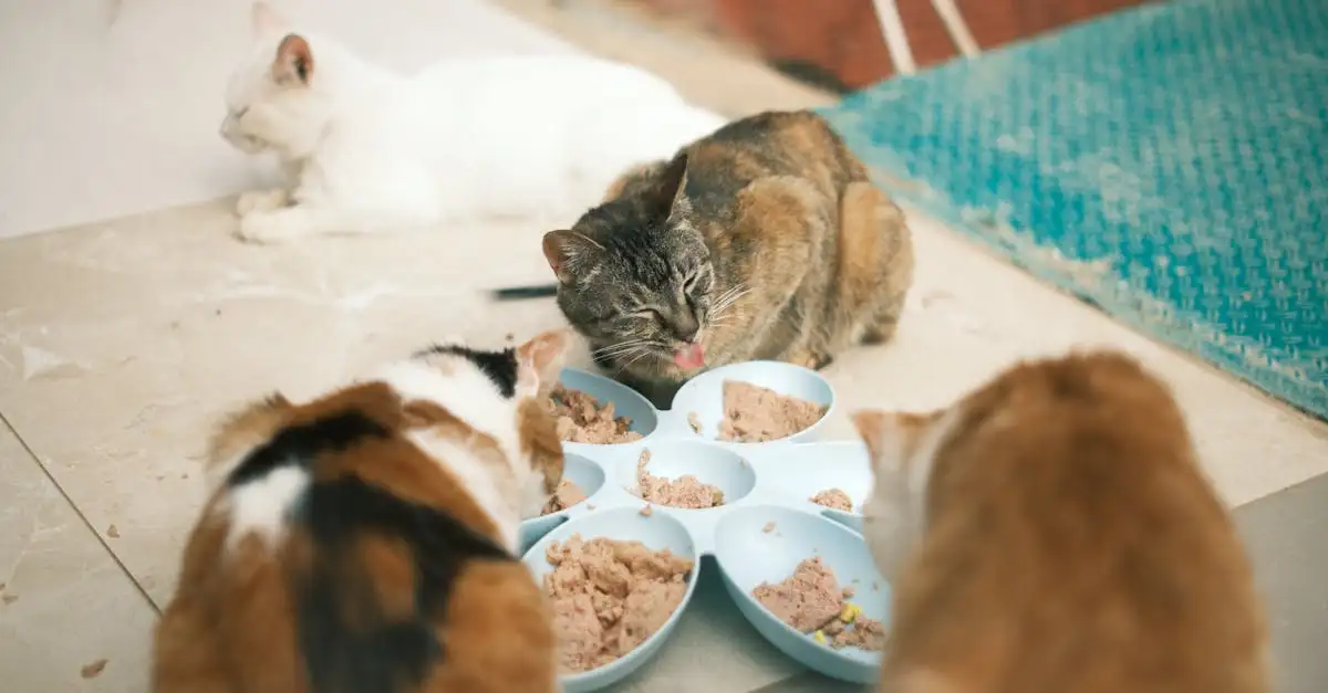 Gezonde voeding voor uw kat: Tips en advies
