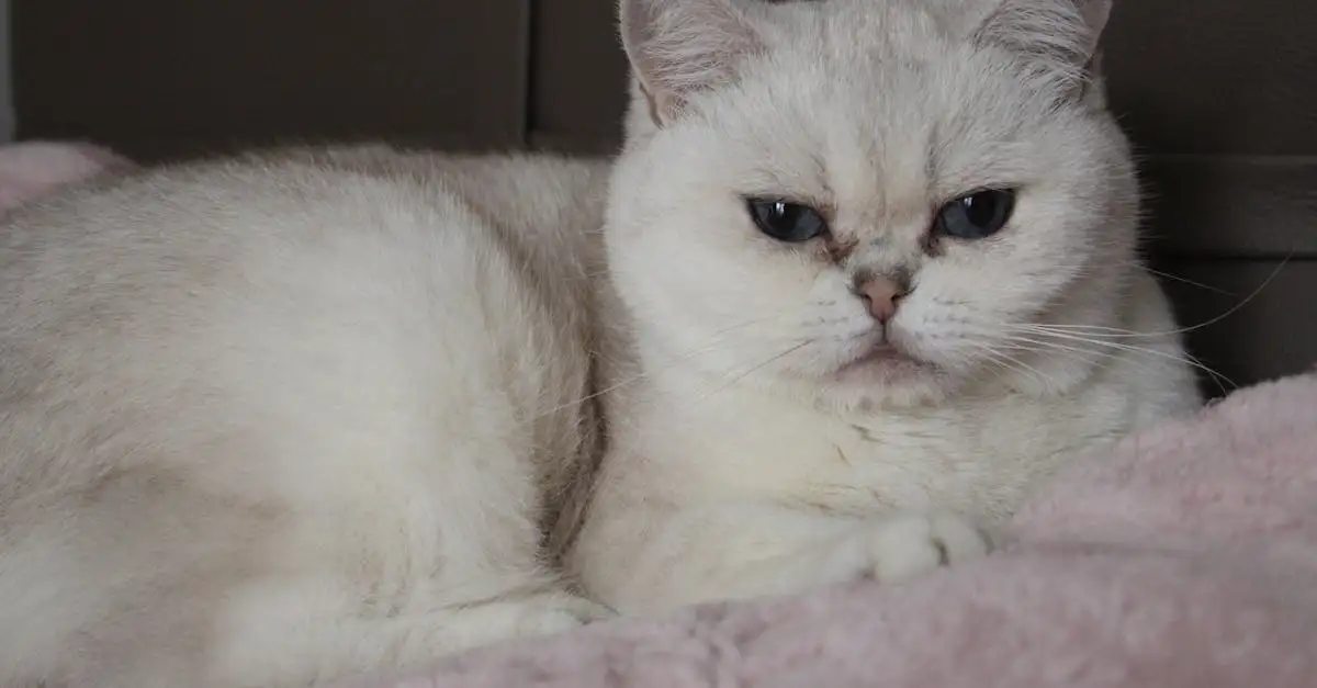 Katten eten