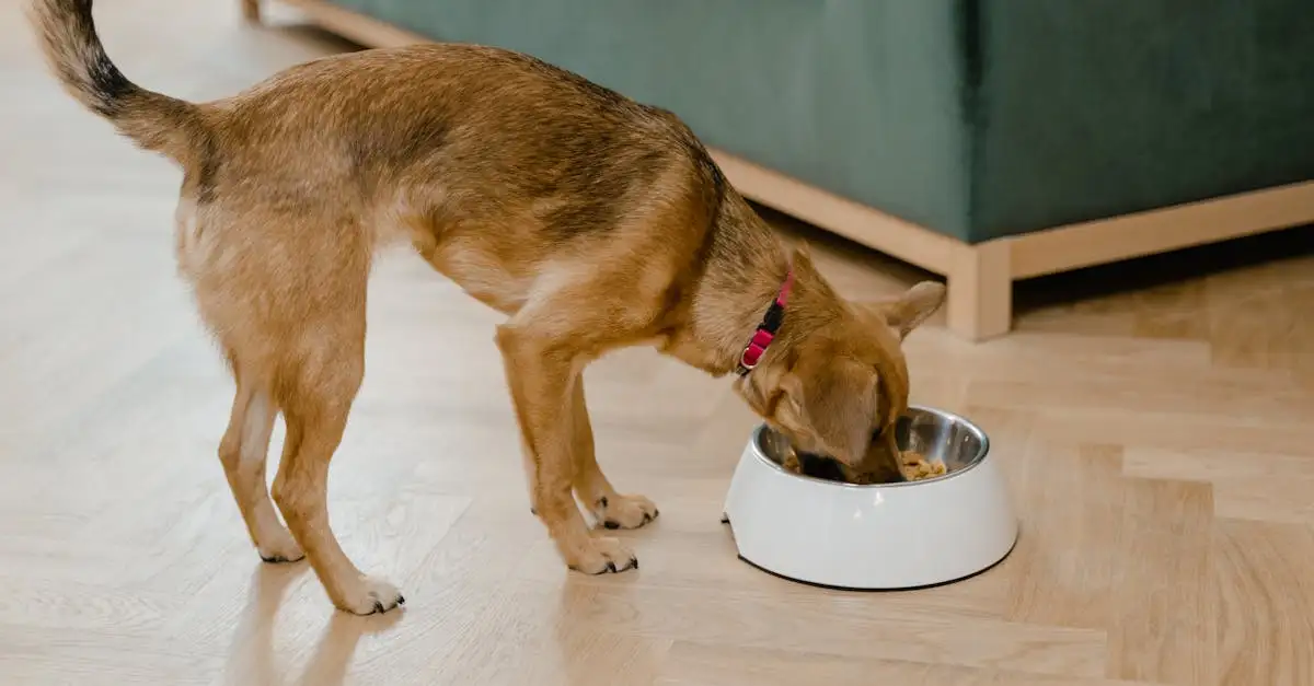 Hond eten