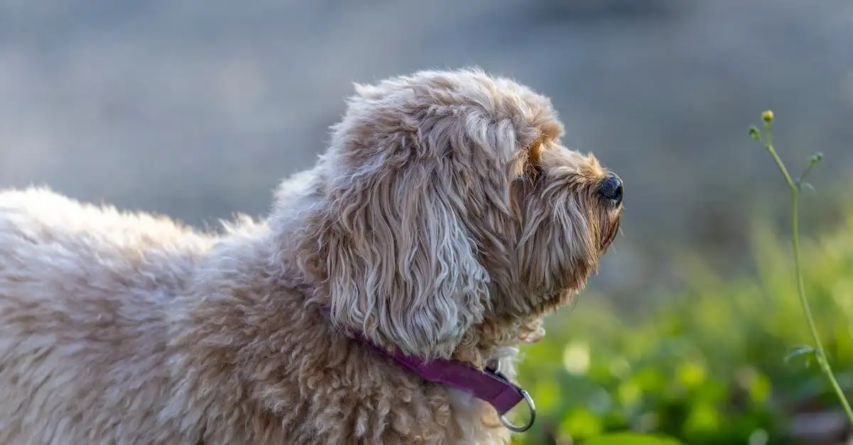 Hond eet poep: oorzaken, tips en oplossingen