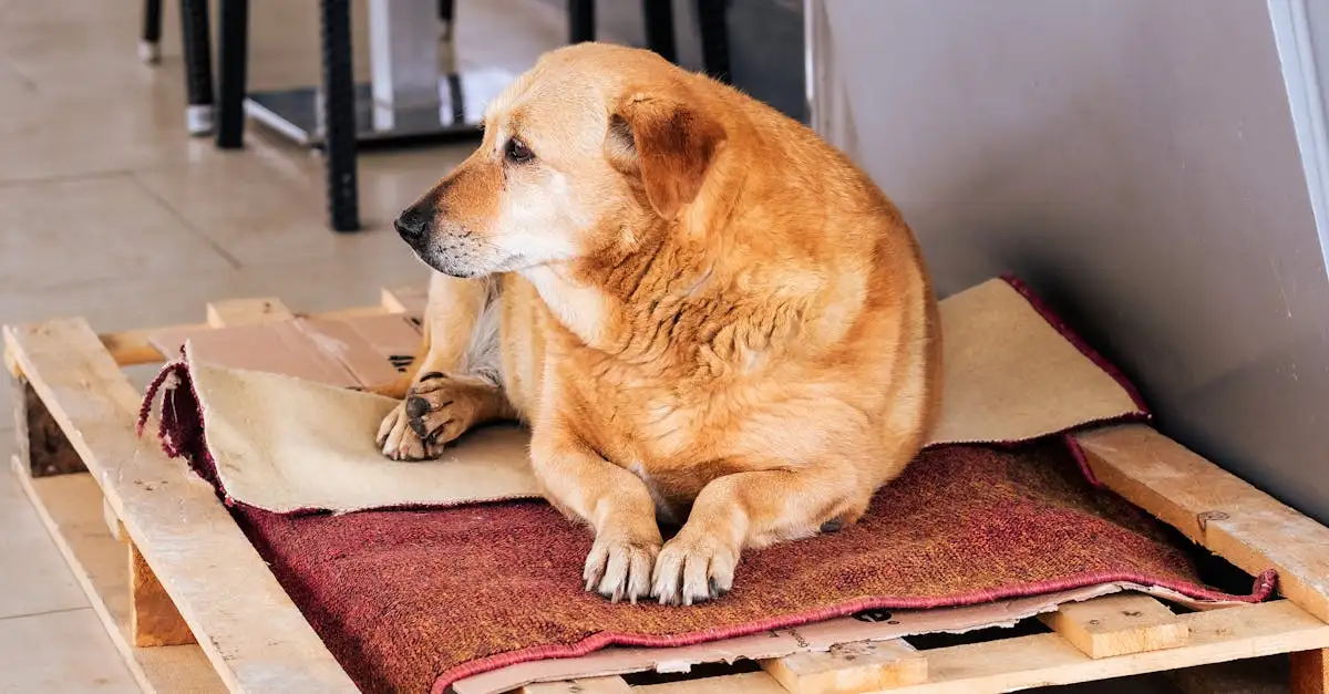 Muilkorf hond tegen eten: Veiligheid en trainingstips