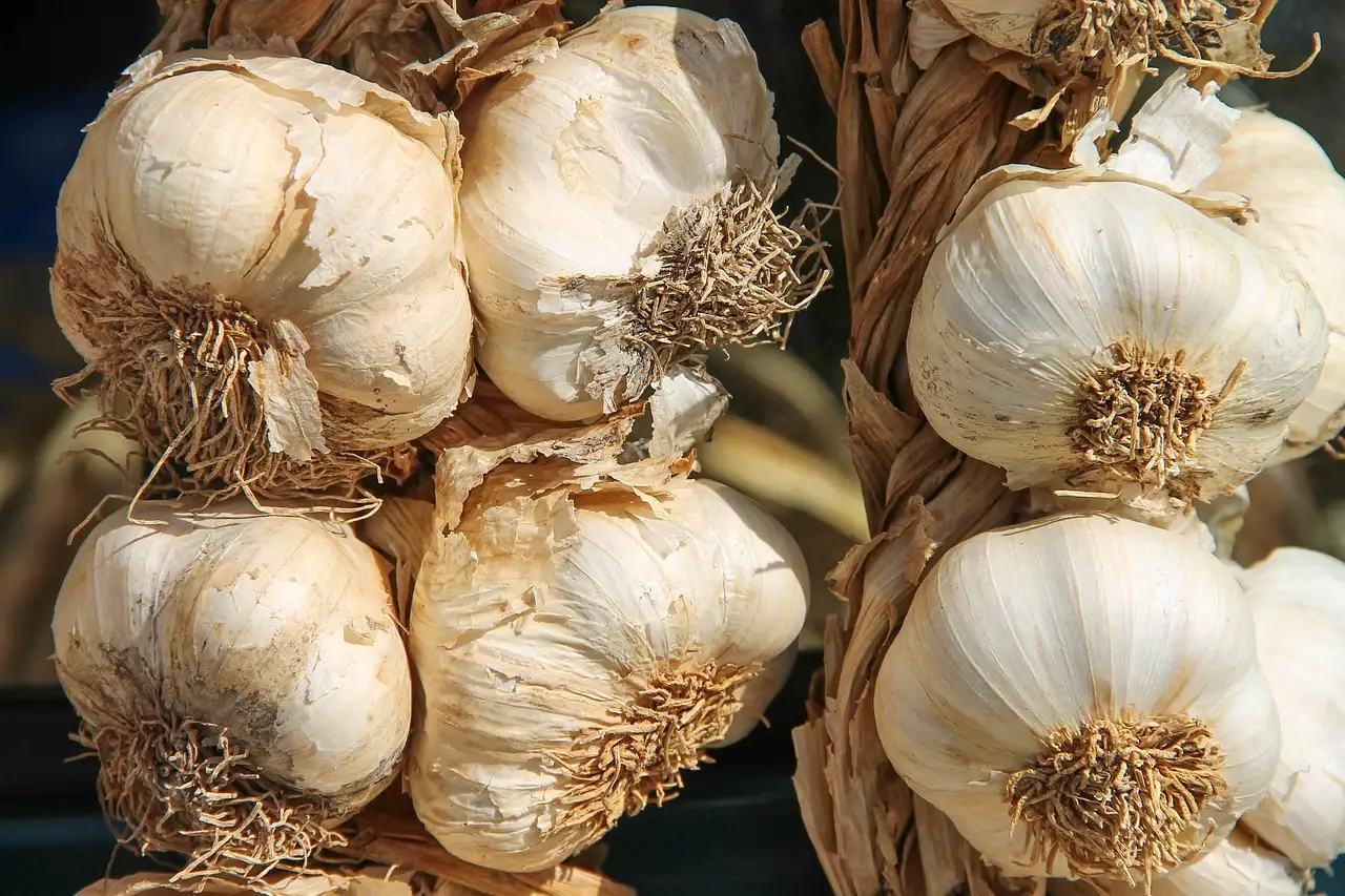 Rauw knoflook eten