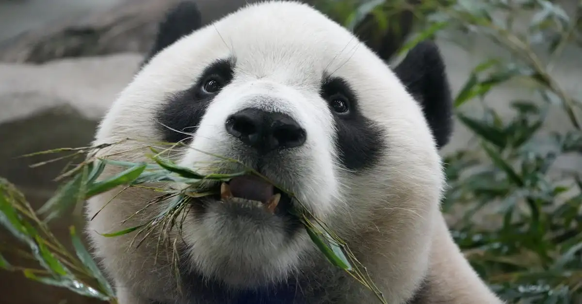 Wat eten panda’s? De basis van hun dieet