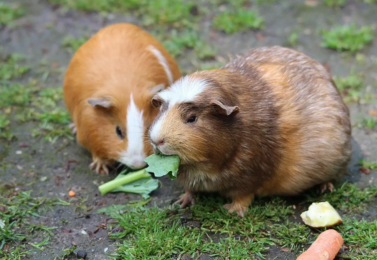 Eten cavia