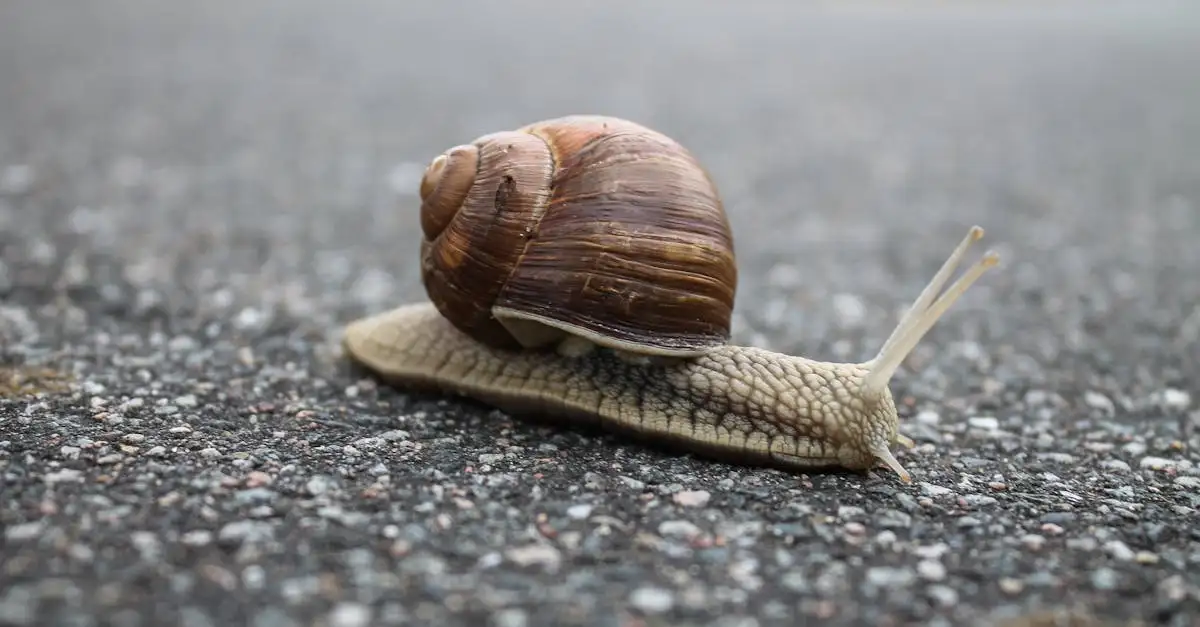 Welke dieren eten naaktslakken? Ontdek de natuurlijke