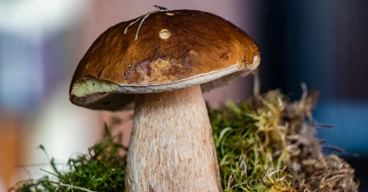 Wild eten in de achterhoek