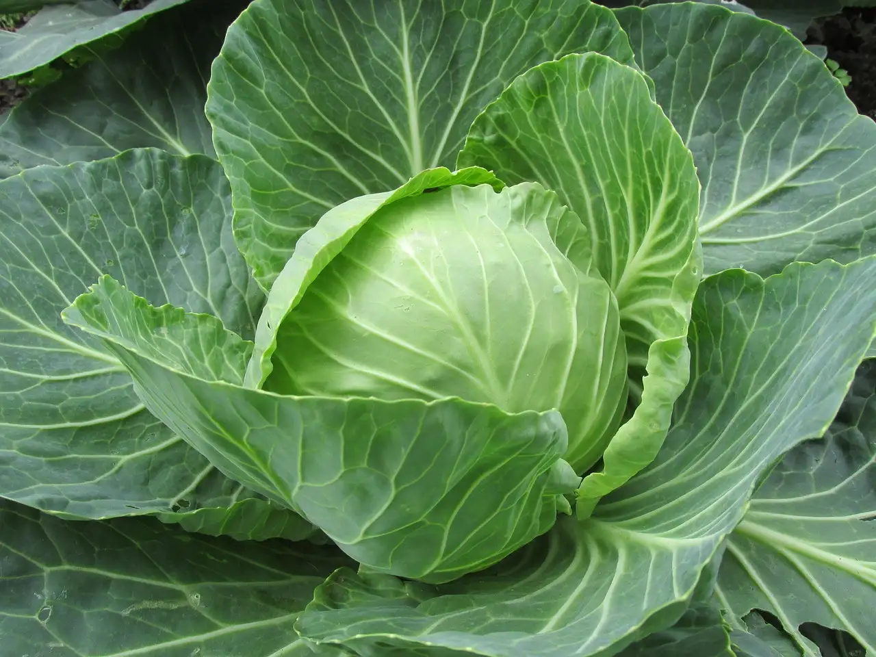 Rauwe zuurkool eten: is het gezond en hoe doe je dat?